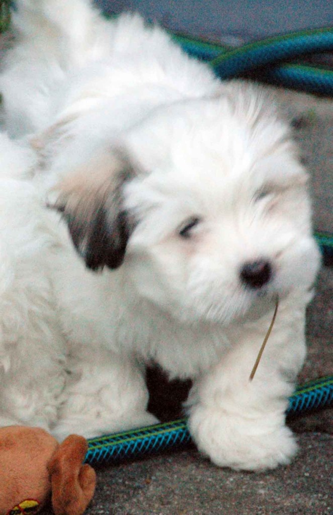 Dukie 8wks2