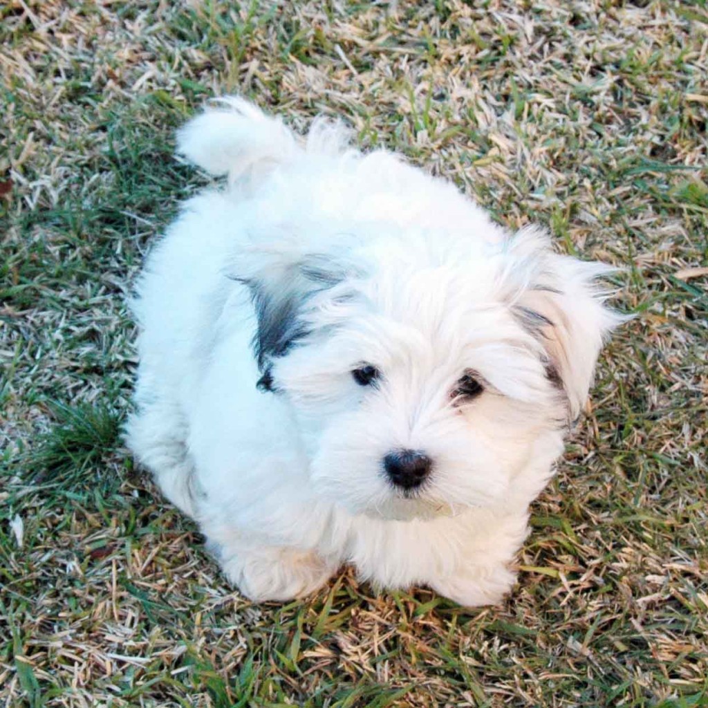 Marmaduke 10wks